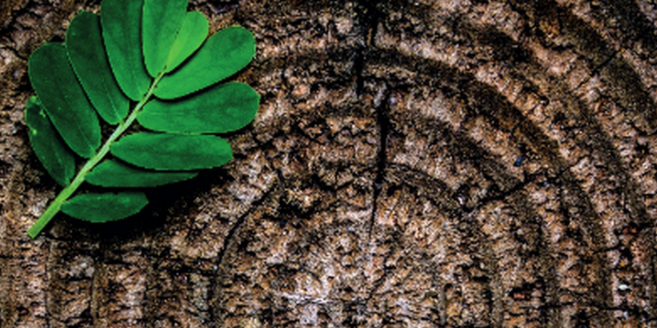 The circular economy and the bioeconomy_EEA Report