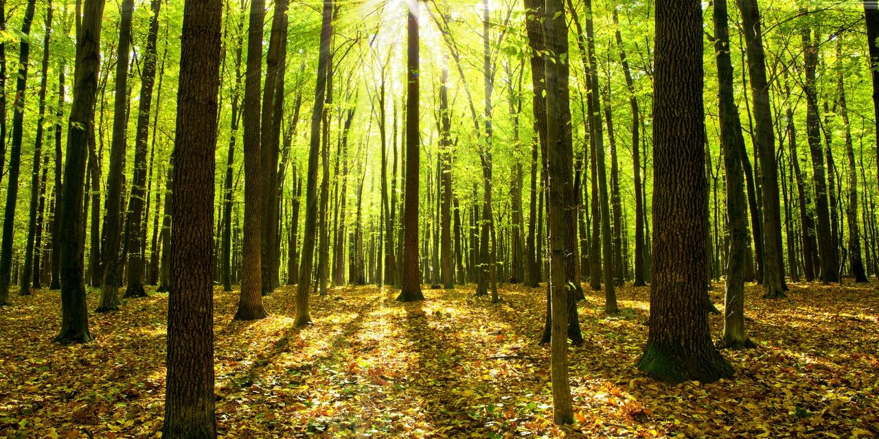 Special Report ΣΕΒ για τους Στόχους Βιώσιμης Ανάπτυξης του ΟΗΕ